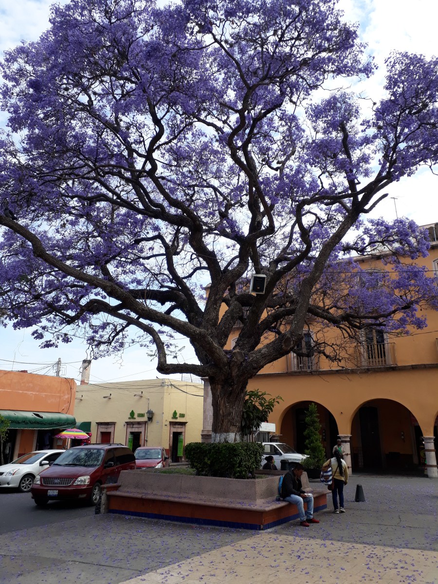 Jacarandas